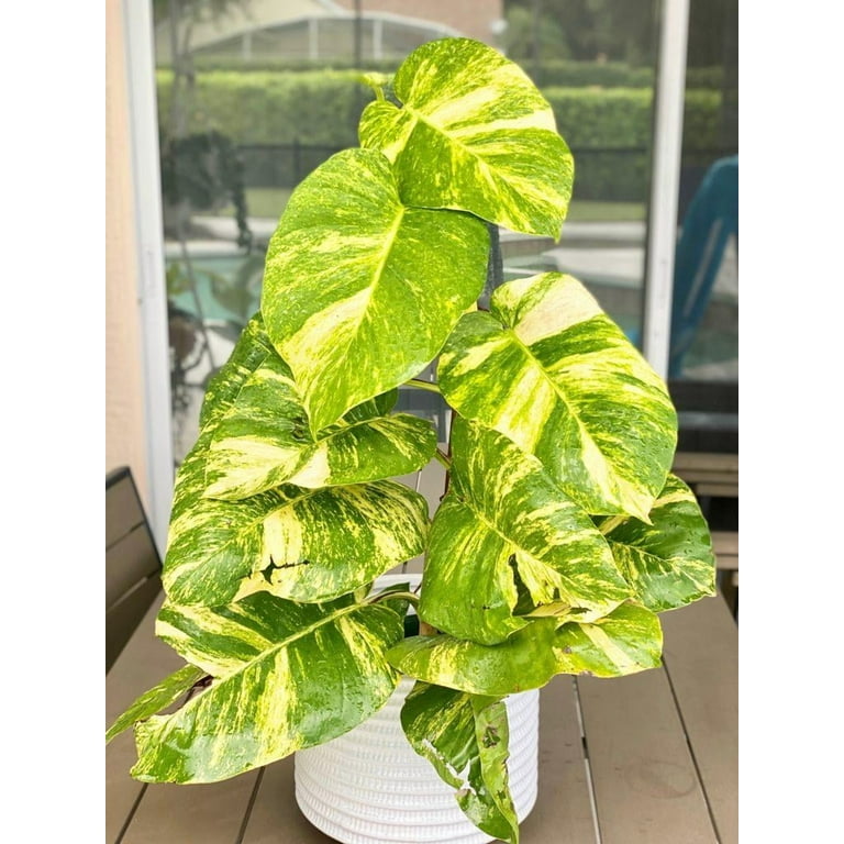 RedCrocus Hawaiian Pothos- Trailing Indoor Plant with Variegated Heart-Shaped  Leaves, Pet Friendly, Easy Care for Living Rooms & Offices 6" Pot -  Walmart.com