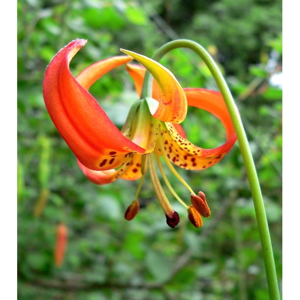 10 LEOPARD Lily California Tiger Lily Panther Lilium Pardalinum Yellow Orange Red Spotted Native Flower Seeds