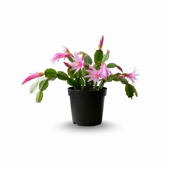 Pink Easter Cactus Live Houseplant, Spring Flowering Succulent, 3 Inch Starter, Vibrant Pink Bloom Easter Cactus for Indoor Growing