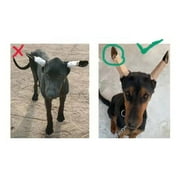 Dog Ear Correction Kit for Ear Support and Posting Training Aid
