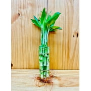 Lucky Bamboo Pack 10 - 6 Stems