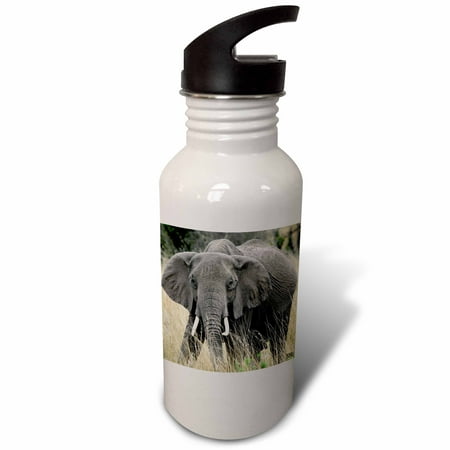 

African elephant Loxodonta africana Masai Mara National Park Kenya Africa 21 oz Sports Water Bottle wb-9895-1