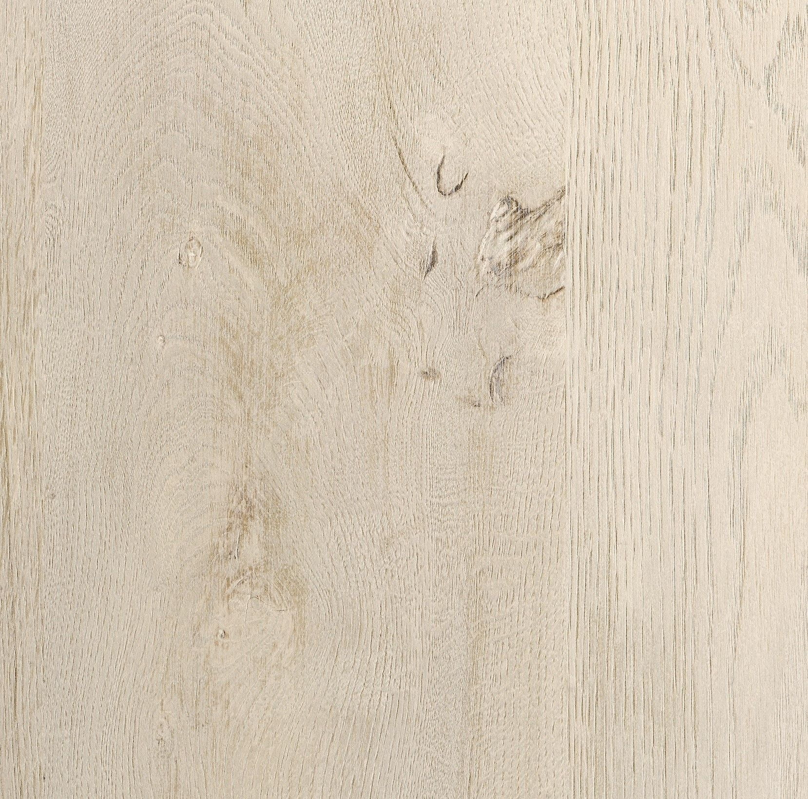 Chalked Chestnut