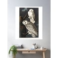 thumbnail image 2 of Snowy Owl From Birds Of America (1827) By John James Audubon Poster Wall Art, Modern Wall Decor For Living Room Bedroom, 16x24 UNFRAMED, 2 of 3