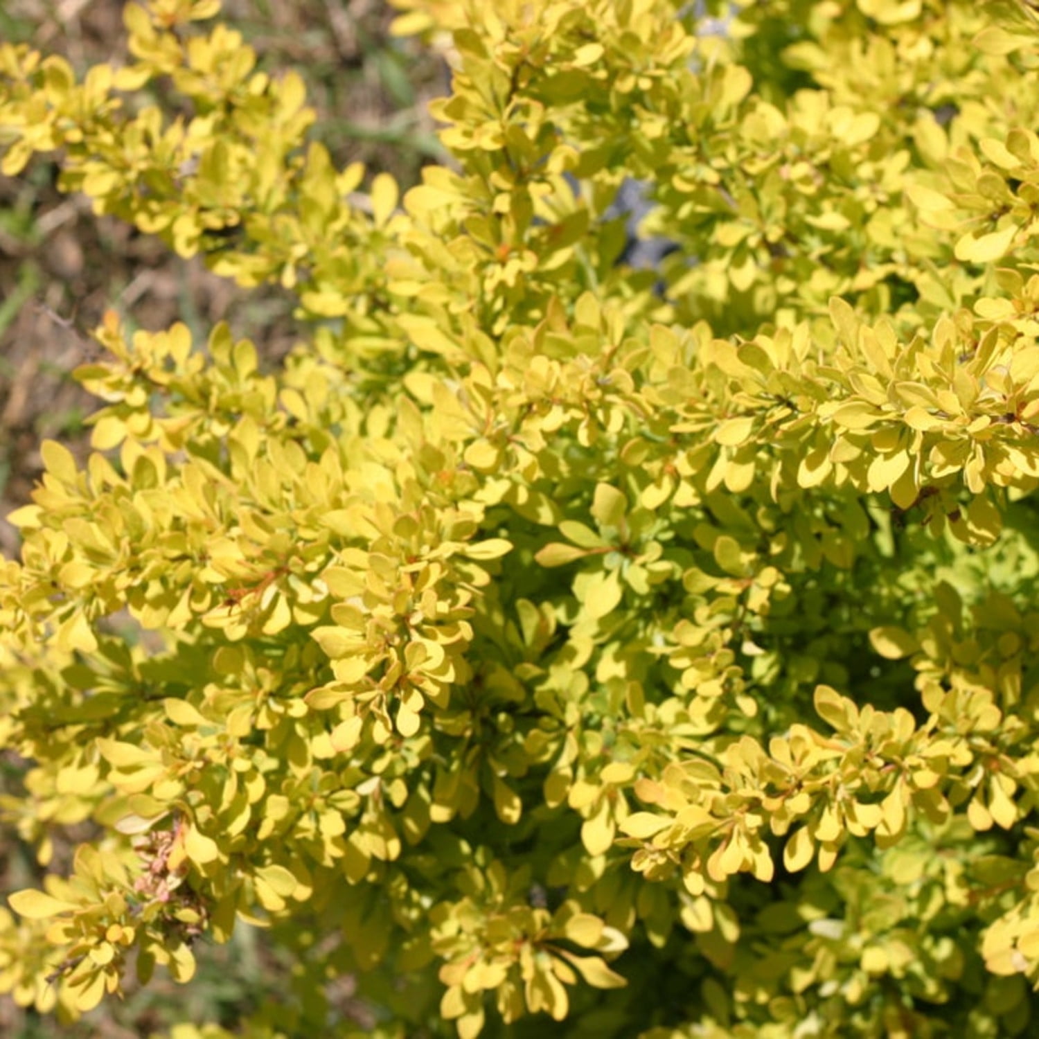 Proven Winners ColorChoice 5" Yellow Sunjoy Citrus Barberry Live Plant in 4.5" Pot (4 Count)