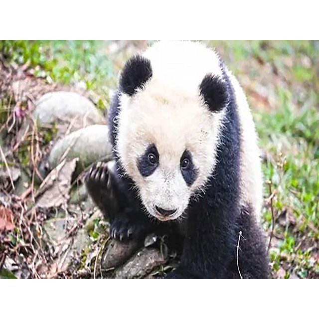 30x40 cm 5D DIY Pintura de Diamante Completa, Panda Gigante Animales Lindos, Lienzo de Diamantes de imitación de Bricolaje Pintura de Punto de Cruz por número para decoración de Pared Adultos niños