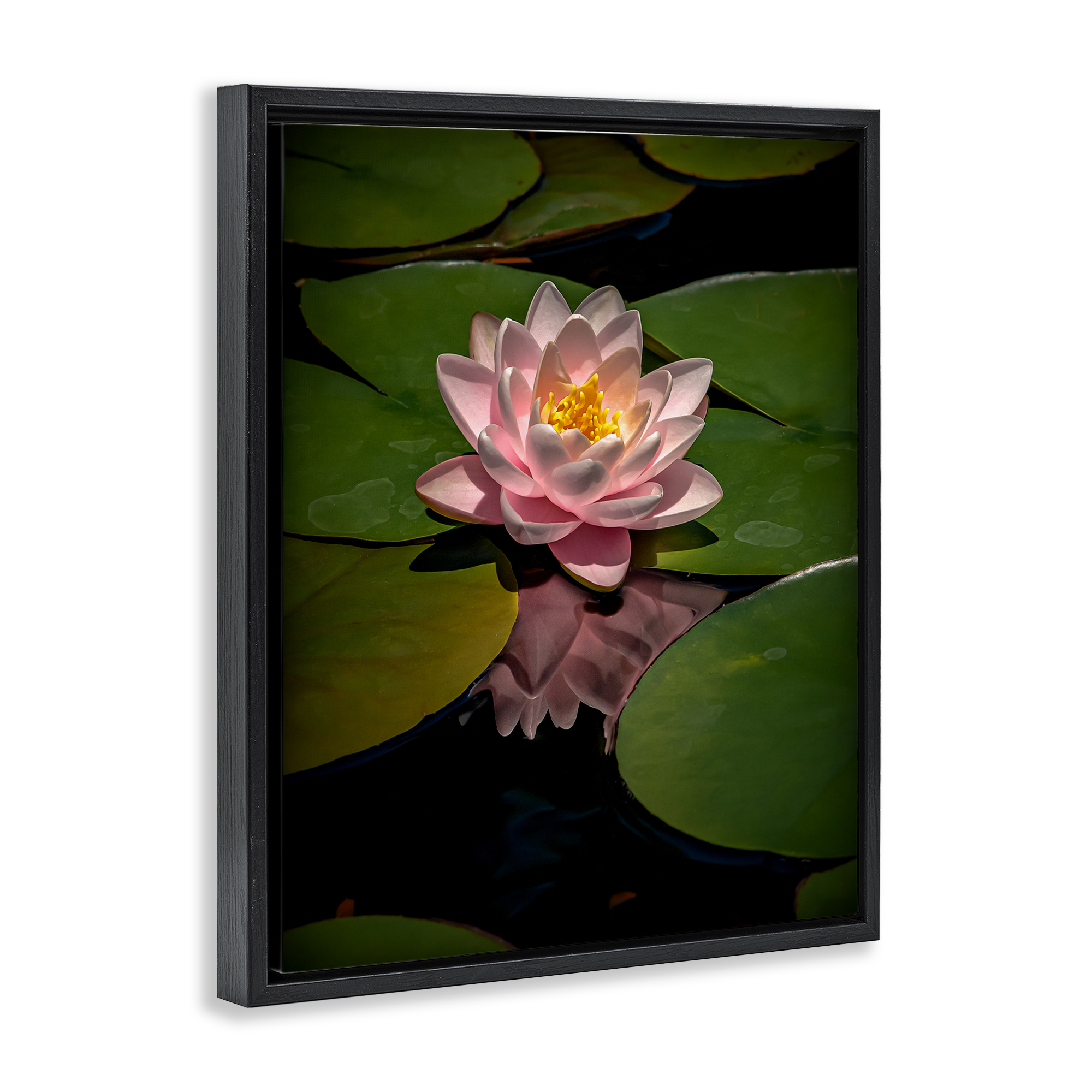 Pink Lotus Among Lily Pads Black Framed Floater Canvas Wall Art, design by Phillip Flowers