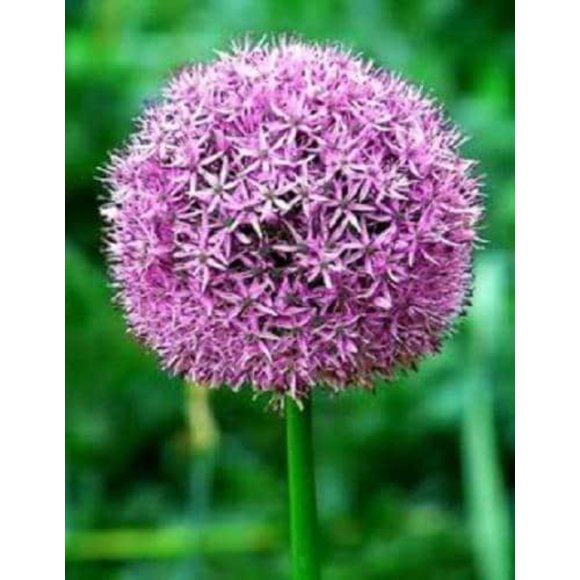 25 GIANT ALLIUM Allium Giganteum Purple Globe Flower Seeds