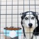 thumbnail image 4 of unbranded Plato Para Perro De Inoxidable Con Fácil Limpieza Y Fijación Azul, 4 of 8