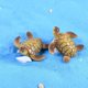 thumbnail image 5 of 20 piezas de tortugas en miniatura de resina, simulación de tortuga, decoración de tortugas de resina, mini accesorios de tortuga, 5 of 5
