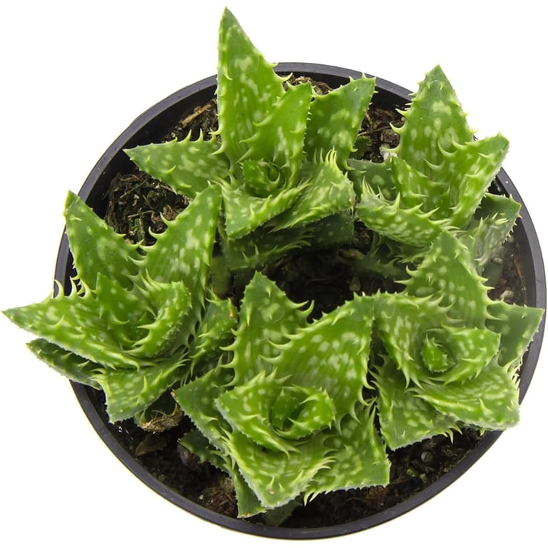 Zanzibar Aloe - Tiger Tooth Aloe - 2 Live Starter Plants in 2 Inch Pots -  Aloe Juvenna - Easy Care Indoor Outdoor Ornamental Succulent