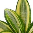 thumbnail image 3 of Snake Plant Gold Hahnii Live Plant for Indoor | Different Houseplants in 4'' & 6'' Pot | Real House Plant for Living Room, Office, Desk & Bathroom | Laurentii, 3 of 6