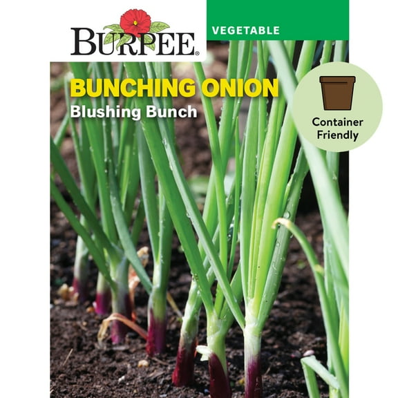 Burpee Blushing Bunch Bunching Onion Seeds - Non-GMO, Container-Friendly, Vegetable Gardening Seeds, 1.2g, 1-Pack