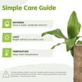 thumbnail image 3 of Brazilian Lucky Wood Home Decor – Natural Wooden Desk Plant for Good Luck, Bedroom & Office Decoration, Eco-Friendly Feng Shui Accessory, 3 of 3