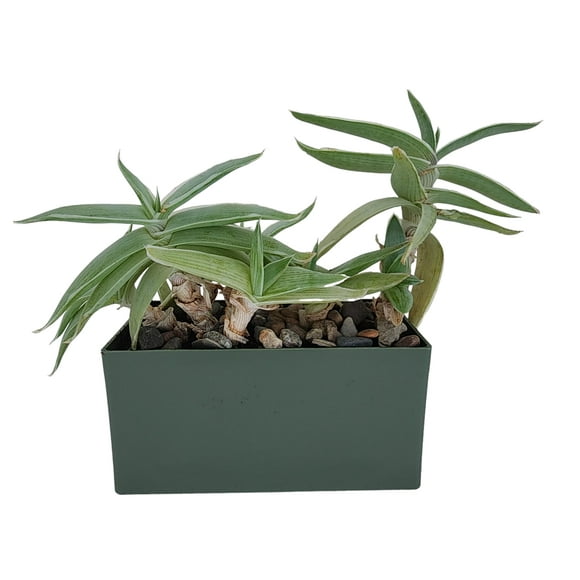 Unique Gardener Grow Your Own Aloe Plant - Nurture Your Own Altruistic Aloe Plant Terrarium Kit - Easy-to-Grow, Healing Succulents - Just Add Water…
