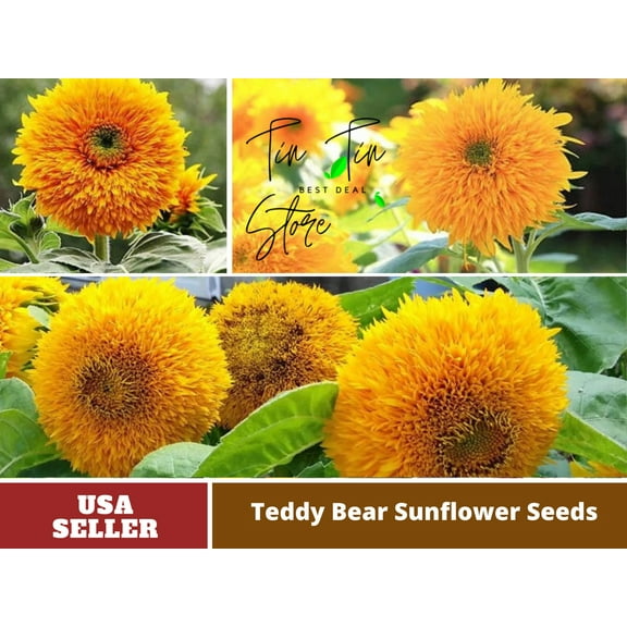25 Seeds-Gummy Bear Sunflower Seed #E010-Authentic Seeds-Flowers-Seeds-Rose seeds-Herb seeds-Vegetable Seeds-Mix Seeds for Plant- B3G1