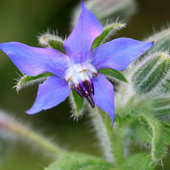 Borage Herb Garden Seeds - 1 Oz - Non-GMO Herbal Gardening Seeds - Annual