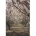 thumbnail image 2 of Mossholder, Tim 23x32 White Modern Wood Framed Museum Art Print Titled - Almond Orchard, 2 of 4