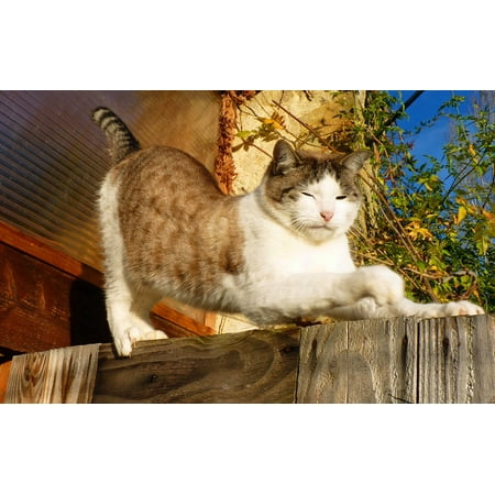 - LAMINATED POSTER Feline Domestic Animal Cat Lying Cat Animal Poster Print 24 x 36