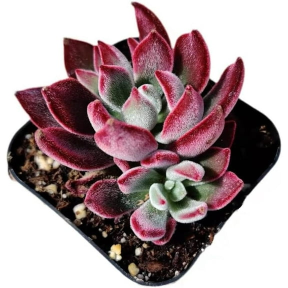 Live Succulent Echeveria Plants (2"Pot Echeveria Devotion)