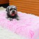 thumbnail image 2 of Billuyoard Cojín para mascotas, fácil de limpiar, variedad de colores y tamaños, cama para perros, alfombrilla para mascotas, relación Suministros para perros gris blanco Largo 75*50*7cm, 2 of 6