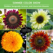Sunflower Seeds 4 Pack - Autumn Beauty, Chocolate Cherry, Sungold, Lemon Queen - Full Sun Annual Flowers