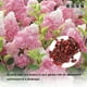 thumbnail image 3 of Semillas De Hortensia De Fresa Semillas De Flores De Fresa Flor De Bonsai De Hortensia De Fresa, 3 of 7