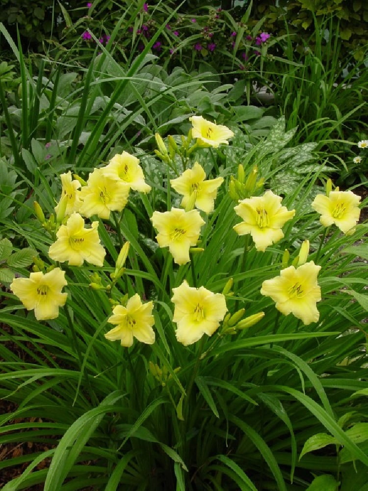 Fragrant Reflection Daylily Perennial - Hemerocallis - Pale Yellow - 4