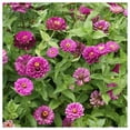 thumbnail image 4 of Everwilde Farms - 200 Purple Prince Zinnia Garden Flower Seeds - Gold Vault Jumbo Bulk Seed Packet, 4 of 5