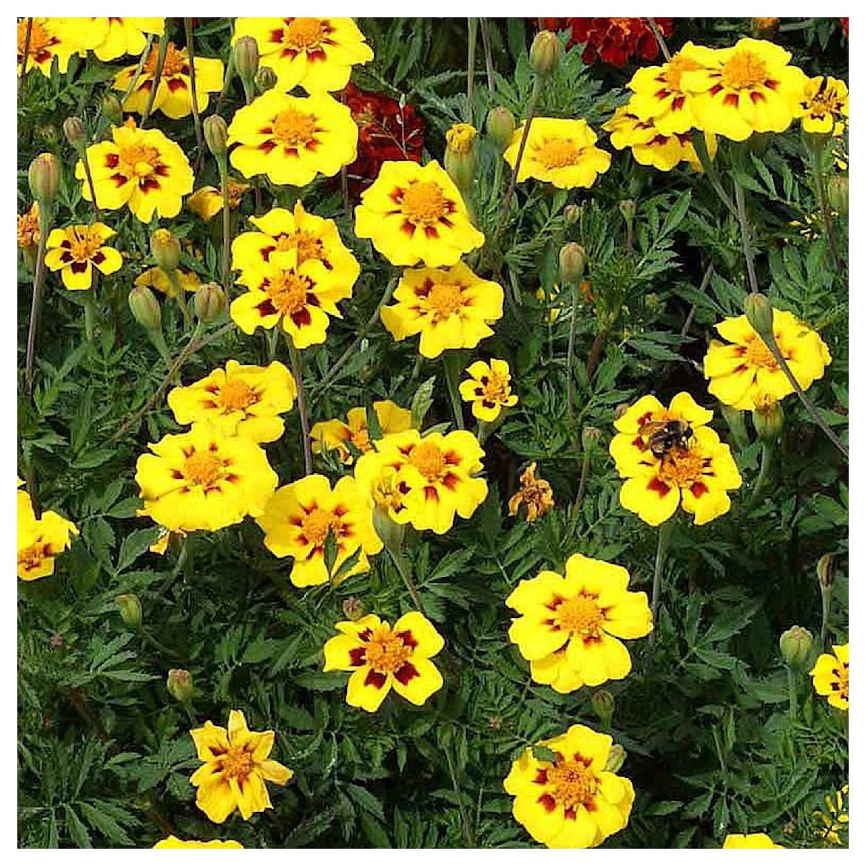 Everwilde Farms - 1 lb Dainty Marietta French Marigold Garden Flower Seeds - Gold Vault Bulk Seed Packet