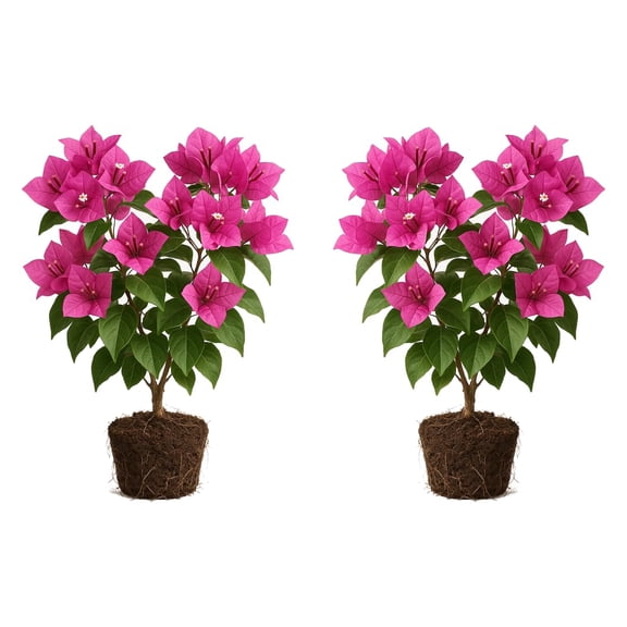 Pink Bougainvillea Starter Plants - Set of 2, Full Sun, USDA Zones 9-11