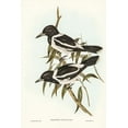 thumbnail image 2 of Gould, John 11x14 Gold Ornate Wood Framed with Double Matting Museum Art Print Titled - Pied Crow-Shrike-Cracticus picatus, 2 of 4