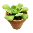 thumbnail image 3 of Aeonium Green Platters (4"+ Clay Pot) - Live Healthy Succulents - Tiny, Lovely, Easy to Care Rosette Succulents, 3 of 7