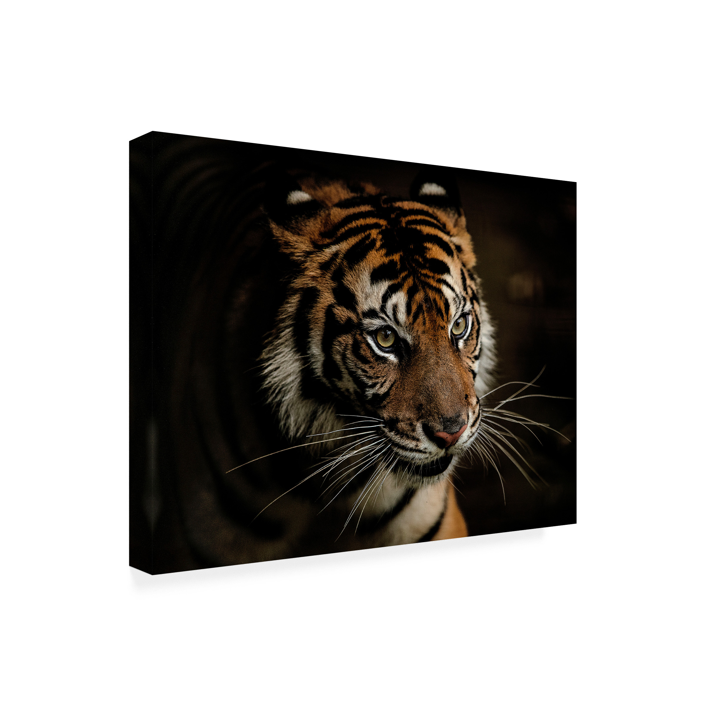 Trademark Fine Art Yohan Tan Tigers Canvas Wall Art