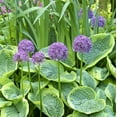 thumbnail image 6 of Easy to Grow Allium Purple Sensation 20 Plant Bulbs, Spring Summer Sun Zone 4-9, 6 of 6