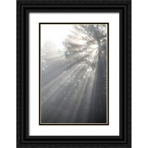 Jaynes Gallery 23x32 Black Ornate Wood Framed with Double Matting Museum Art Print Titled - Washington State-Seabeck God rays and fog in forest