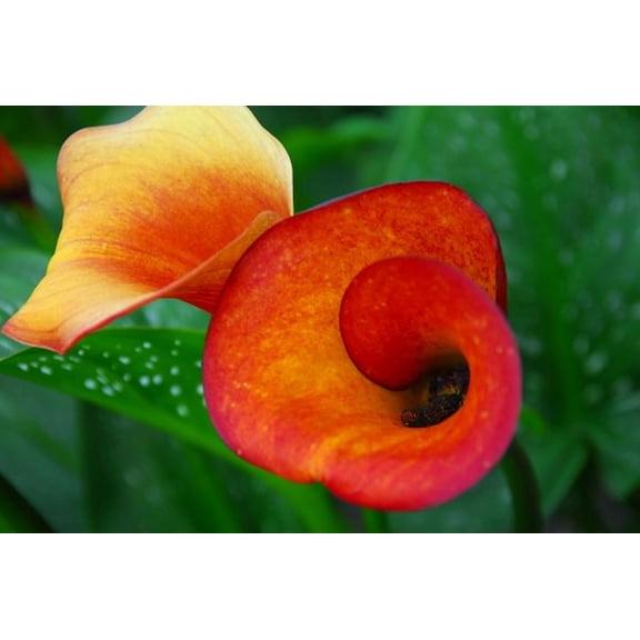 Flame Calla Lily Bulb - One Bulb - 14/16cm Bulb - Yellow-Red to Red-Orange Blooms