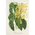thumbnail image 2 of Charles Antoine Lemaire 17x24 Black Ornate Framed Double Matted Museum Art Print Titled: Scutellaria Aurata (1854-1896), 2 of 5