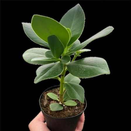 House Plant Dropship 6-CLUSIA-PRINCESS 6 in. Pot Clusia Princess Autograph Plant