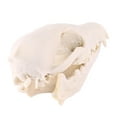 thumbnail image 3 of Ruiboury Animal Skull Decoration Environmentally Friendly And Durable Ornament 2. Anti, 3 of 6