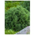 thumbnail image 5 of Pumilio Swiss Mountain Pine-Dwarf Evergreen-Ideal for Rock Gardens  3 Gallon, 5 of 22