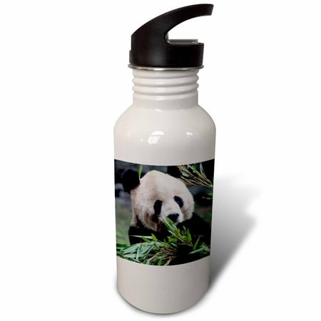 

3dRose Asia China Chongqing. Giant Panda bear Chongqing Zoo.-AS07 KWI0155 - Kymri Wilt Sports Water Bottle 21oz