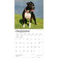 thumbnail image 4 of American Pit Bull Terriers | 2027 12x24" (Hanging) Wall Calendar | Plastic-Free, 4 of 9