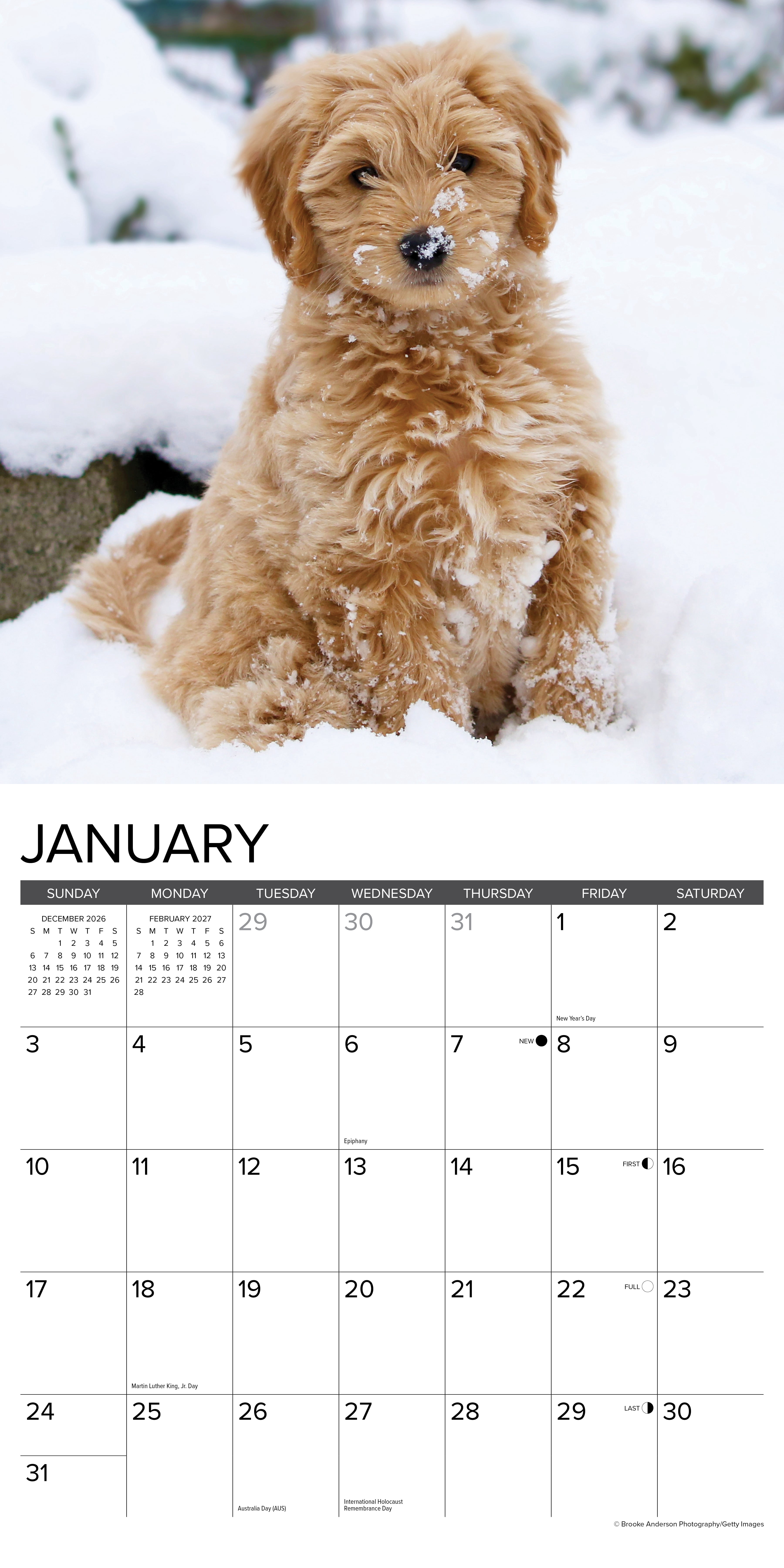 Willow Creek Press, Goldendoodles 2027 Wall Calendar