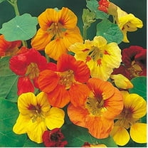 Country Creek Acres 100 Tall Nasturtium Plant Seeds, Beautiful Tall Blooms