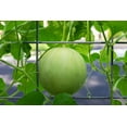 thumbnail image 4 of 150 Seeds HONEYDEW GREEN FLESH Cucumis Melo Inodorus Melon Fruit Seeds, 4 of 9