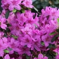 thumbnail image 4 of Azalea, Karen Live Shrub (2.25 Gallon), 4 of 8