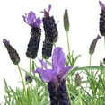 thumbnail image 2 of Expert Gardener 2QT Lavender Live Plant Sun, 2 of 6
