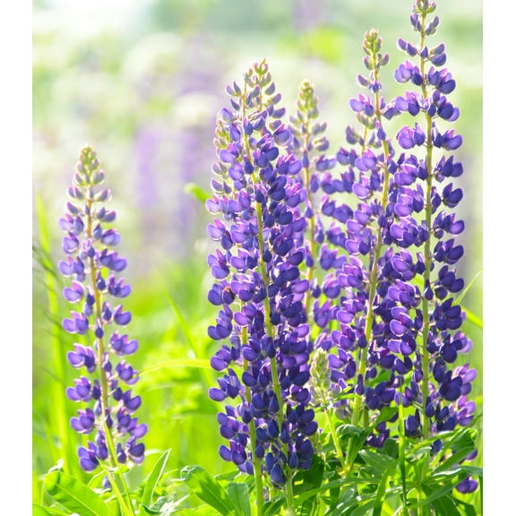 Earthcare Seeds - Lupin 150 Seeds (Lupinus Perennis) Heirloom - Open Pollinated
