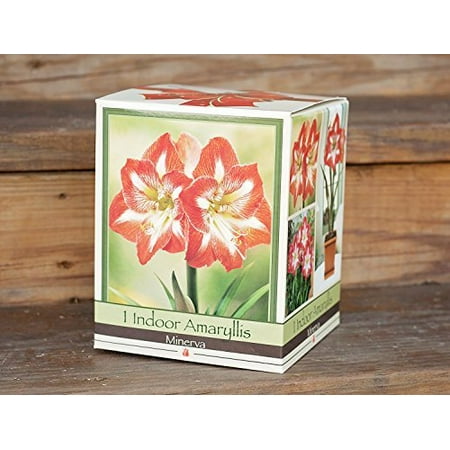 - Minerva Amaryllis Bulb in an Elegant Box, With a Plastic Planting Pot, and a Professional Growing Medium